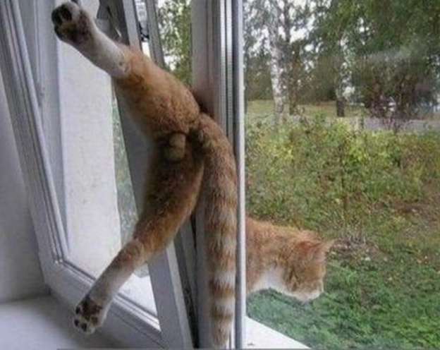 кот застрявший в окне